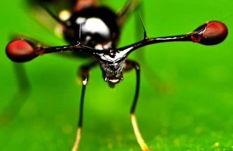 Teleopsis Dalmanni-entre-los-insectos-extremadamente-raros