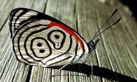 Diaethria Neglecta-entre-los-insectos-extremadamente-raros