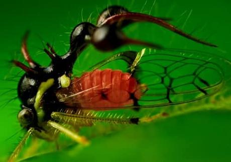 Cyphonia Clavata-entre-los-insectos-extremadamente-raros