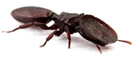 Cephalote Varians Cephalote Varians -entre-los-insectos-extremadamente-raros