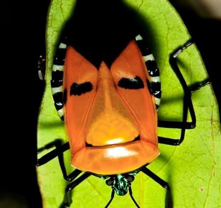 Pentatomoidea Pentatomoidea-entre-los-insectos-extremadamente-raros