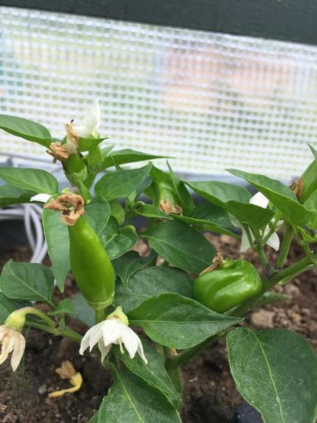 Cómo hacer un invernadero domo con poco dinero Cómo hacer un invernadero domo con poco dinero