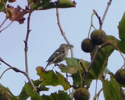 Las dos más frecuentes