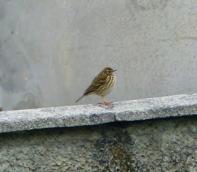 Las dos más frecuentes