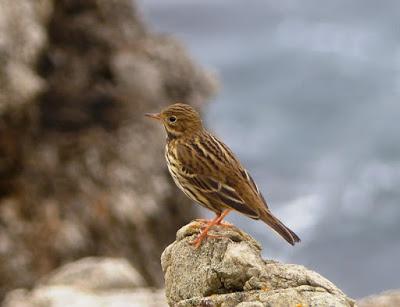 Las dos más frecuentes
