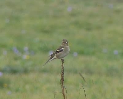 Las dos más frecuentes