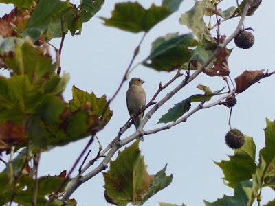 Las dos más frecuentes