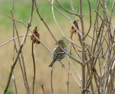 Las dos más frecuentes
