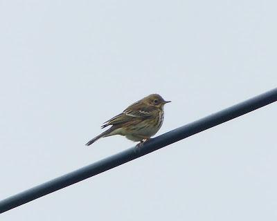 Las dos más frecuentes