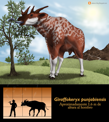 Paleoficha: Giraffokeryx punjabiensis