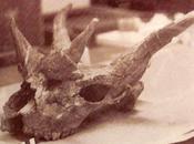 Paleoficha: Giraffokeryx punjabiensis