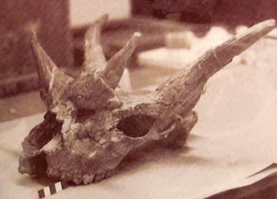 Paleoficha: Giraffokeryx punjabiensis