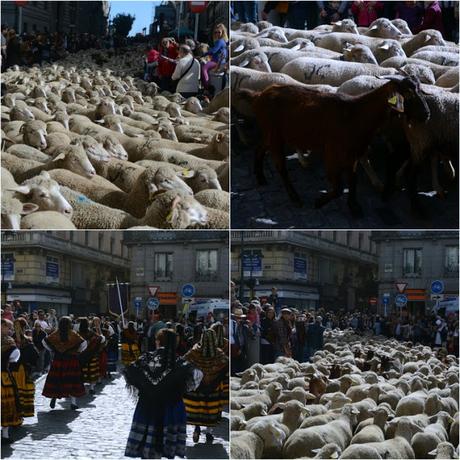 trashumancia madrid 2017 01
