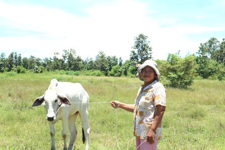 Cooperativas para el desarrollo de Camboya