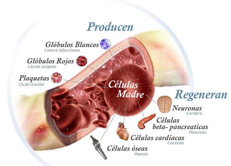 Células Madre allanan el Camino para Tratar la Diabetes