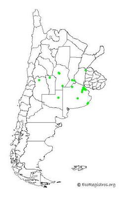 Estornino crestado (Acridotheres cristatellus)