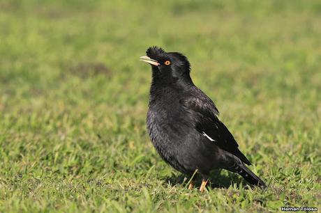 Estornino crestado (Acridotheres cristatellus)