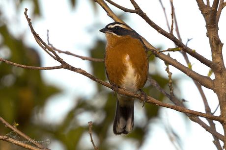 Sietevestidos común (Black-and-Rufous Warbling-Finch) Poospiza nigrorufa