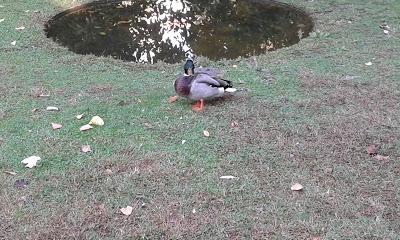 estanque patos