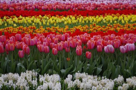 II CONCURSO TU MEJOR RECETA DEL RETO COCINA REGIONAL ITALIANA