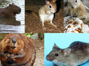 Direferentes especies roedores