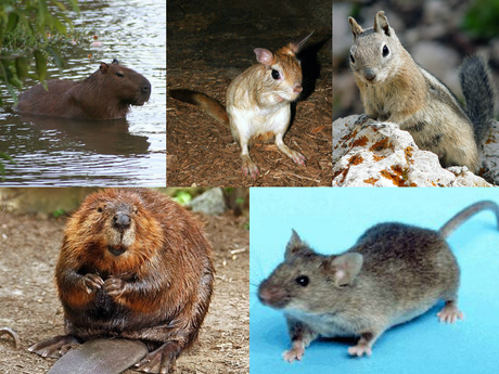 Direferentes especies de roedores