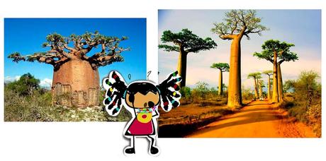 El baobab