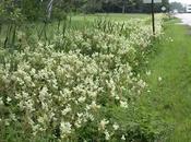 Filipendula para salud