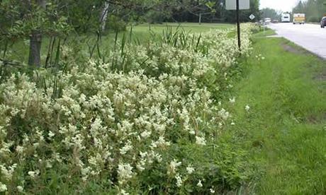 Filipendula para tu salud fotos planta Filipendula