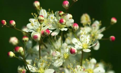 Filipendula para tu salud fotos flores Filipendula