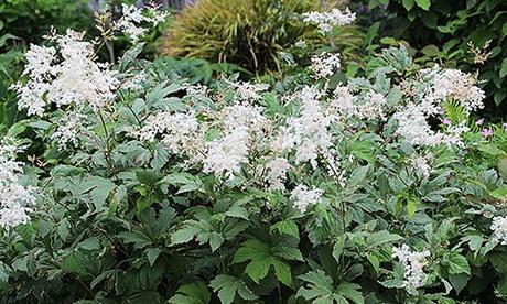 Filipendula para tu salud fotos planta Filipendula