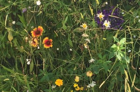 #beesmakeitgreen #makeitgreen #beesmakeitgreen #makeitgreen