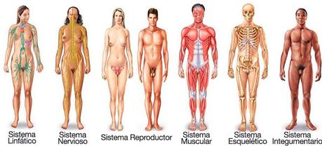Los sistemas del cuerpo humano Otros 6 sistemas del cuerpo humano