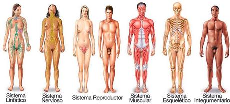 Otros 6 sistemas del cuerpo humano