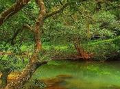 Minas, Herrera, Panamá