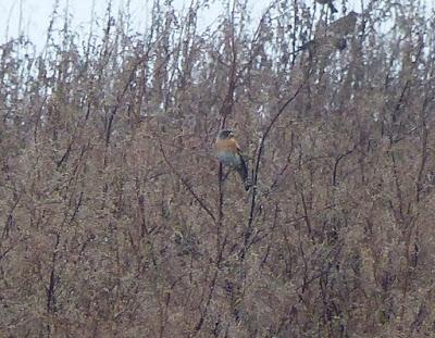 Lejanas, borrosas...e interesantes.