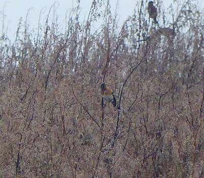 Lejanas, borrosas...e interesantes.