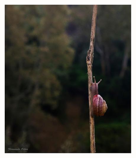 El caracol de Kavafis / Una historia de la perseverancia