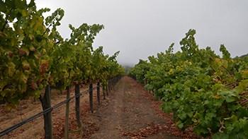 Un estudio genómico revela pistas sobre el pasado de las uvas