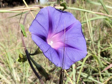 El tumbavaqueros, una planta polifacética