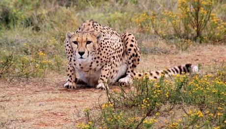 Safari en africa