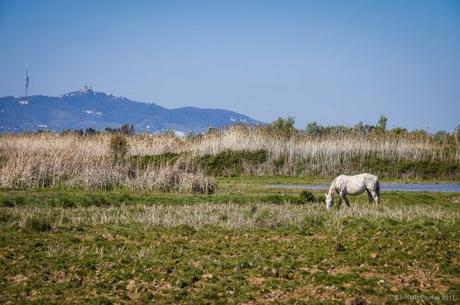 El Delta del Llobregat, donde conviven aves con plumas y pájaros de metal