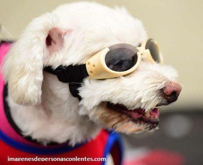 gafas de sol para perros pequeños ciegos