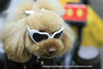 gafas de sol para perros pequeños poodle