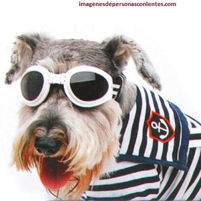 gafas de sol para perros pequeños schnauzer
