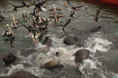 Vive Chile en 13 experiencias increíbles Vive Chile en 13 experiencias increíbles