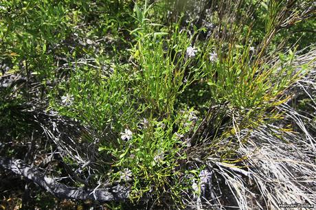 Retama de la cordillera (Diostea juncea)