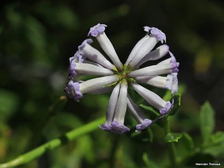 Retama de la cordillera (Diostea juncea)