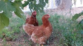 Hola chicas !!!!!!!!!!! madre mía casi un año sin abrir e... Hola chicas !!!!!!!!!!! madre mía casi un año sin abrir e...