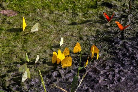Con Leticia completamos la triple frontera Con Leticia completamos la triple frontera
